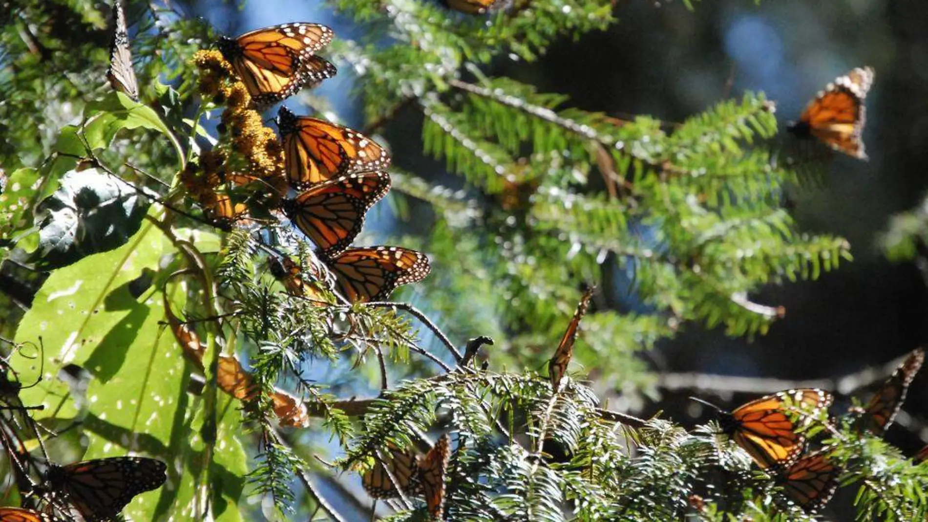 Mariposa Monarca